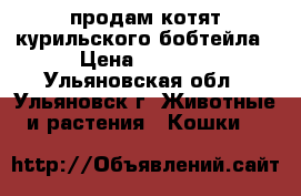 продам котят курильского бобтейла › Цена ­ 5 000 - Ульяновская обл., Ульяновск г. Животные и растения » Кошки   